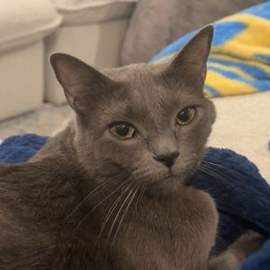 Meet your Posher, Maya